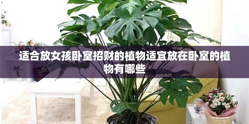适合放女孩卧室招财的植物适宜放在卧室的植物有哪些