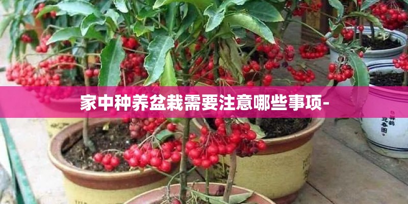 家中种养盆栽需要注意哪些事项- 家中种养盆栽需要注意哪些事项-