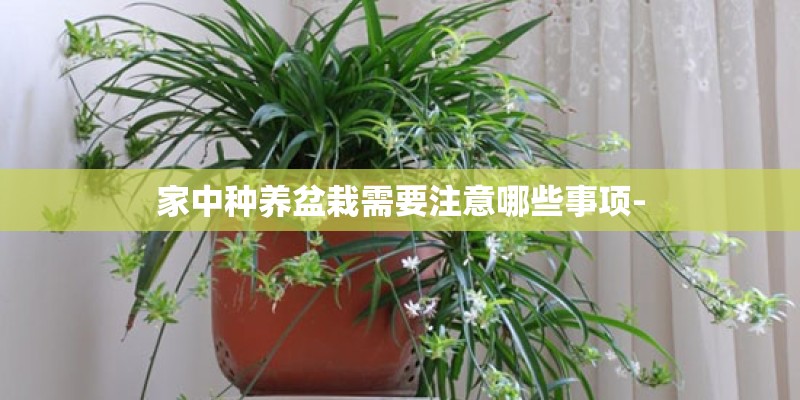 家中种养盆栽需要注意哪些事项- 家中种养盆栽需要注意哪些事项-