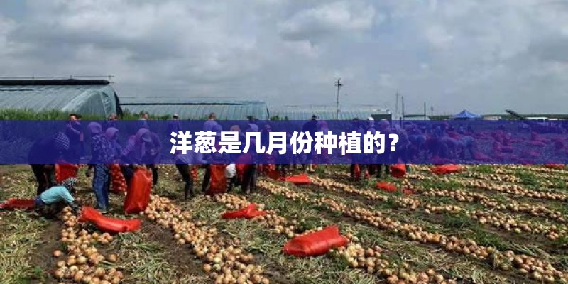 洋葱是几月份种植的？