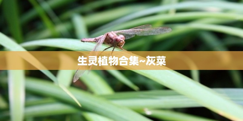 生灵植物合集~灰菜