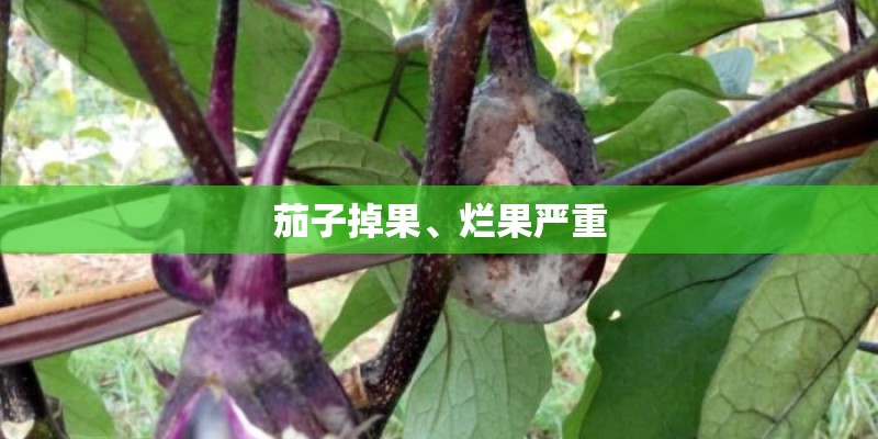 茄子掉果、烂果严重