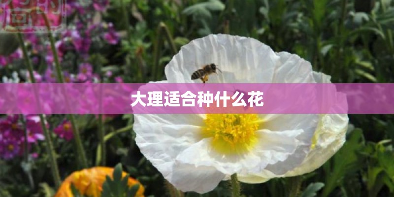 大理适合种什么花 大理适合种什么花