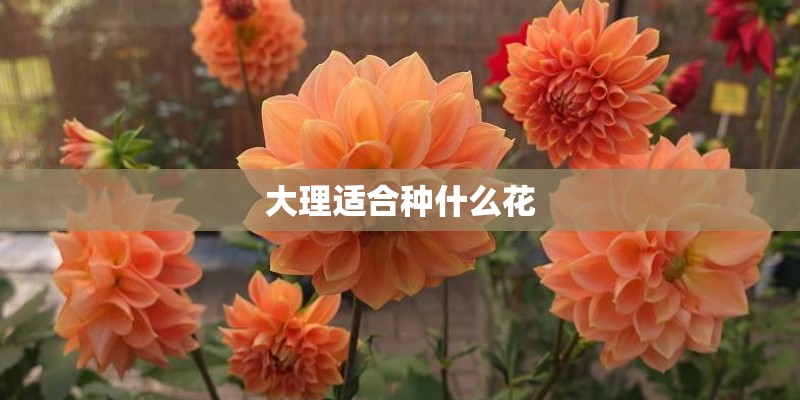 大理适合种什么花 大理适合种什么花