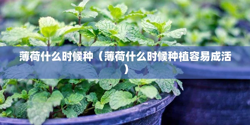 薄荷什么时候种（薄荷什么时候种植容易成活）