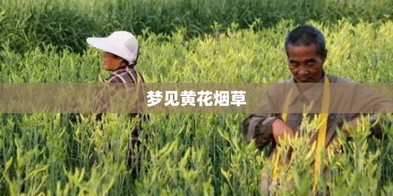 梦见黄花烟草