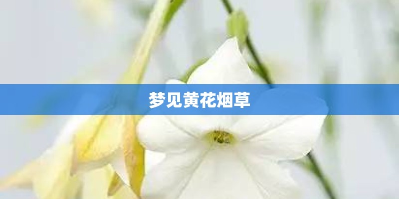 梦见黄花烟草 梦见黄花烟草