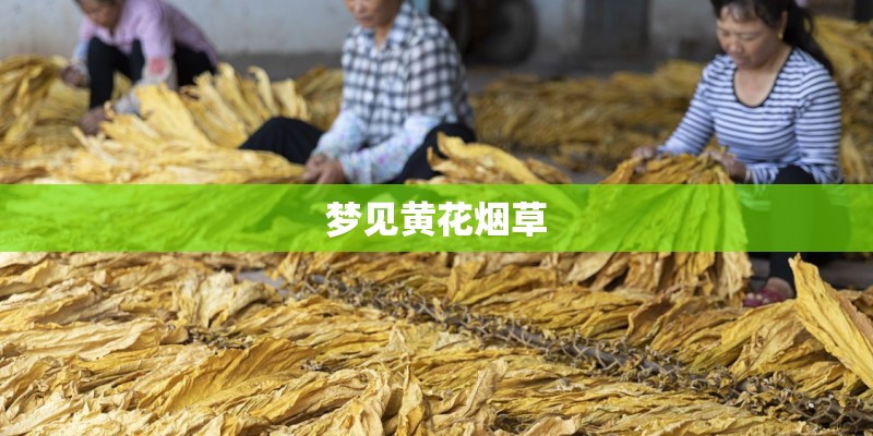 梦见黄花烟草 梦见黄花烟草