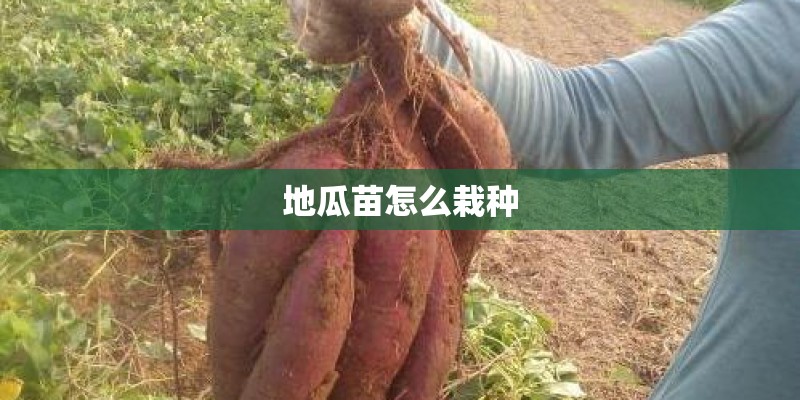 地瓜苗怎么栽种