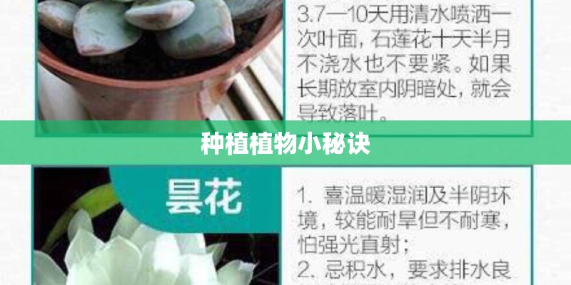 种植植物小秘诀