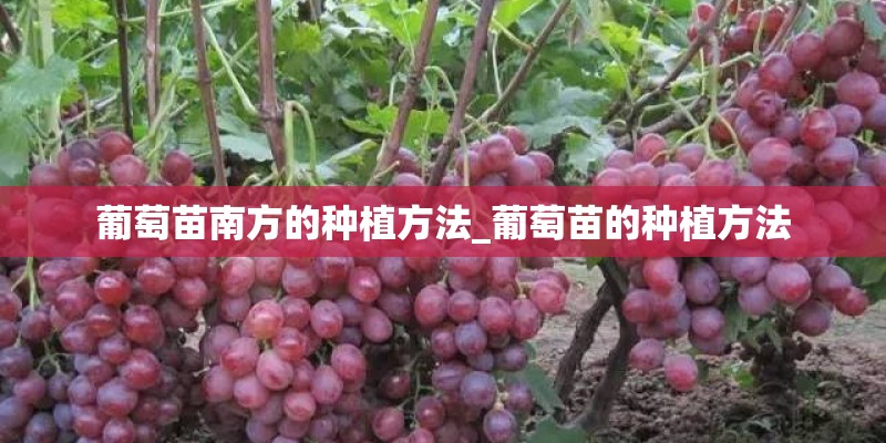 葡萄苗南方的种植方法_葡萄苗的种植方法