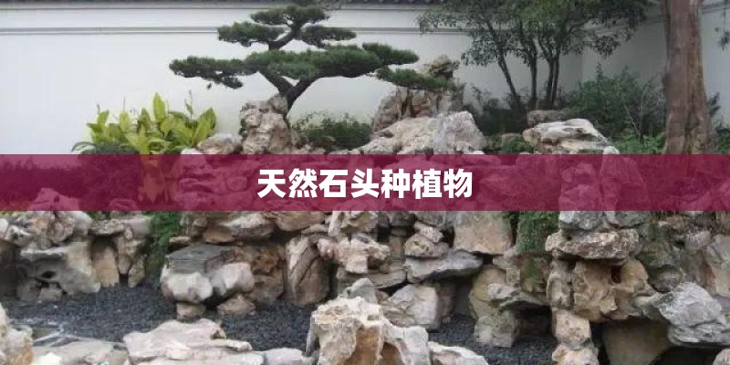 天然石头种植物