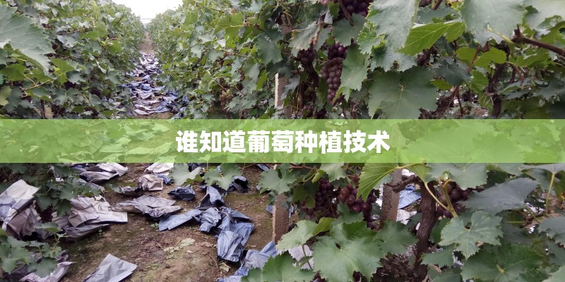 谁知道葡萄种植技术