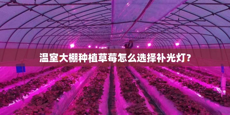 温室大棚种植草莓怎么选择补光灯? 温室大棚种植草莓怎么选择补光灯?