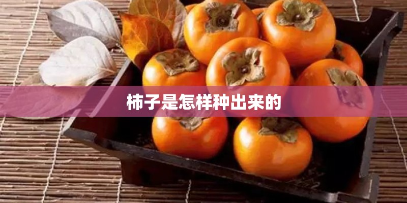 柿子是怎样种出来的 柿子是怎样种出来的
