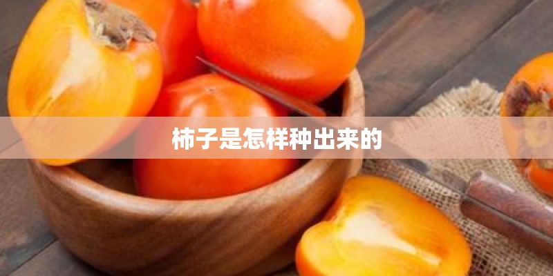 柿子是怎样种出来的 柿子是怎样种出来的