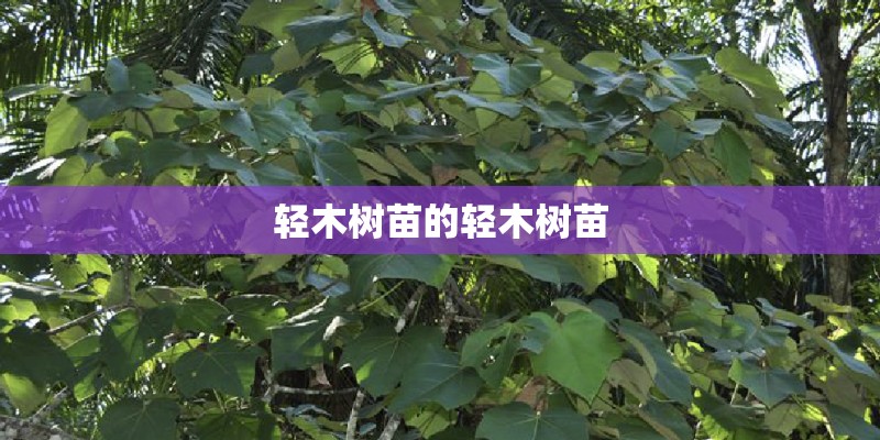 轻木树苗的轻木树苗