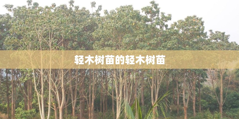 轻木树苗的轻木树苗
