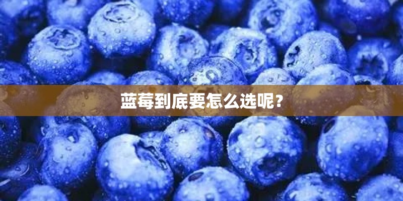 蓝莓到底要怎么选呢? 蓝莓到底要怎么选呢?