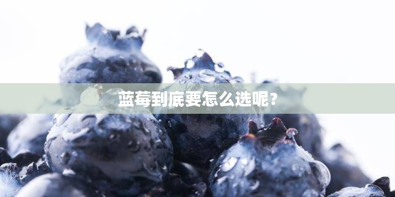 蓝莓到底要怎么选呢? 蓝莓到底要怎么选呢?
