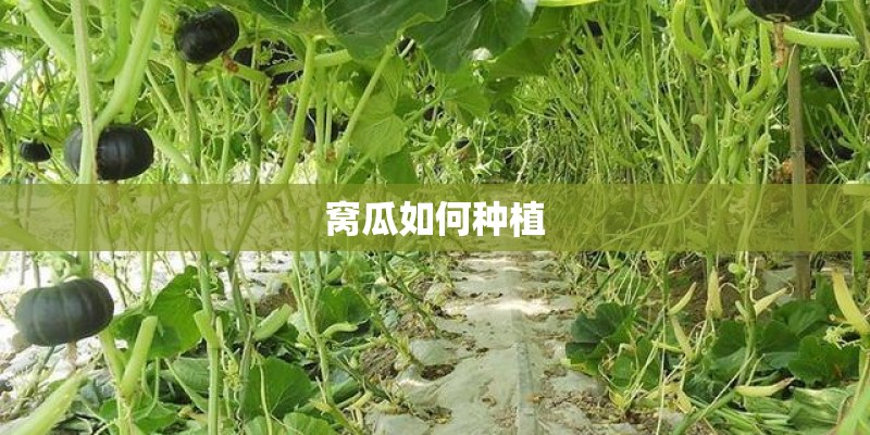 窝瓜如何种植