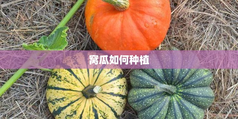 窝瓜如何种植