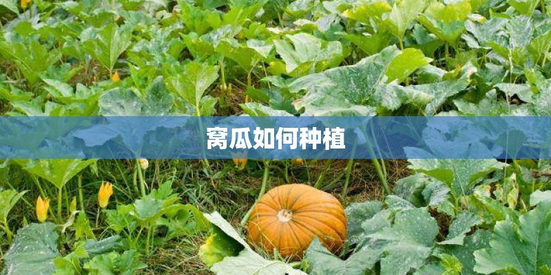 窝瓜如何种植