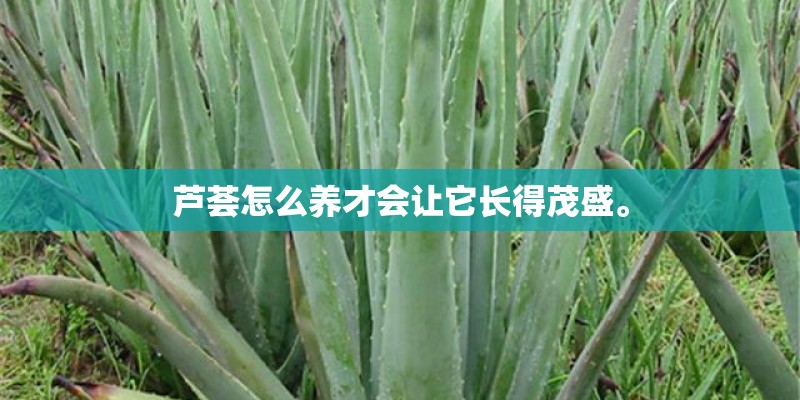 芦荟怎么养才会让它长得茂盛。 芦荟怎么养才会让它长得茂盛。