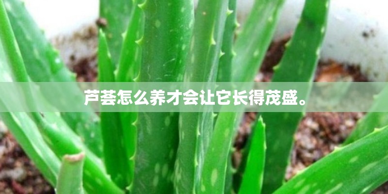 芦荟怎么养才会让它长得茂盛。 芦荟怎么养才会让它长得茂盛。