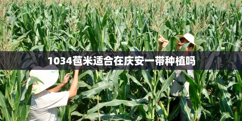 1034苞米适合在庆安一带种植吗 1034苞米适合在庆安一带种植吗