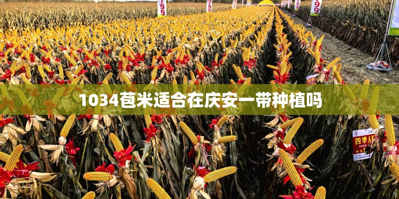 1034苞米适合在庆安一带种植吗 1034苞米适合在庆安一带种植吗