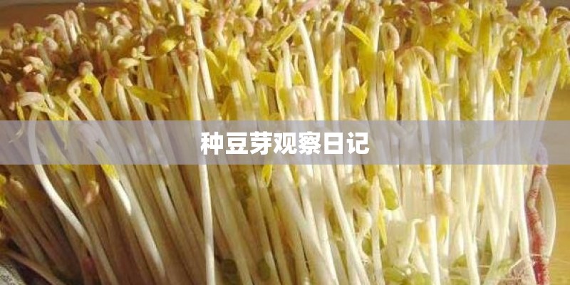种豆芽观察日记