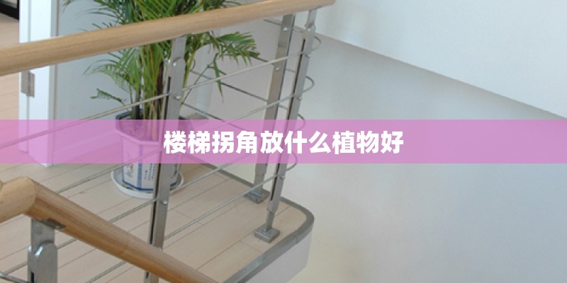 楼梯拐角放什么植物好