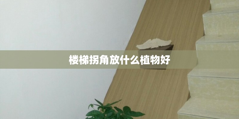楼梯拐角放什么植物好 楼梯拐角放什么植物好