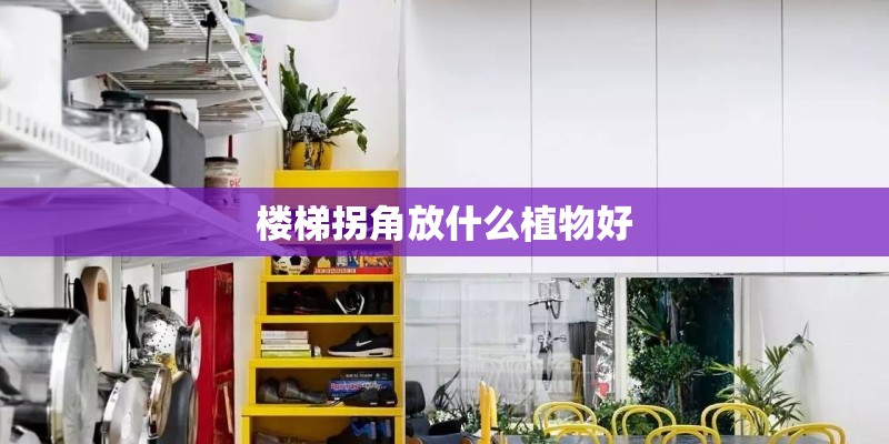 楼梯拐角放什么植物好 楼梯拐角放什么植物好