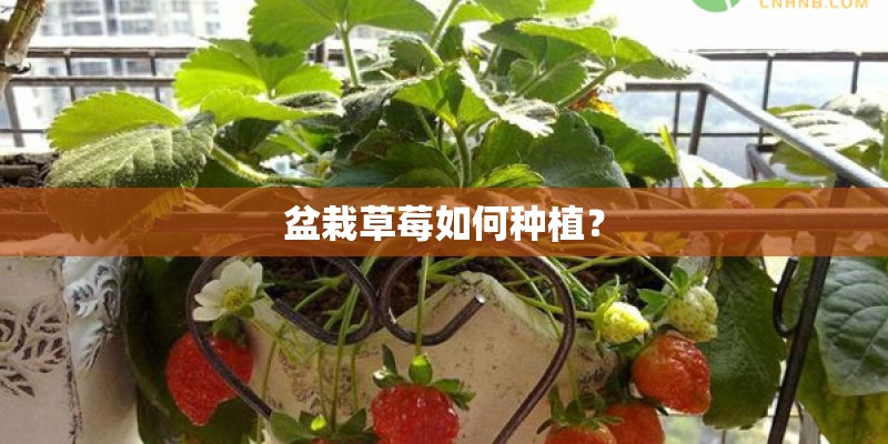 盆栽草莓如何种植？