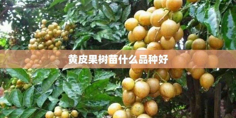 黄皮果树苗什么品种好 黄皮果树苗什么品种好