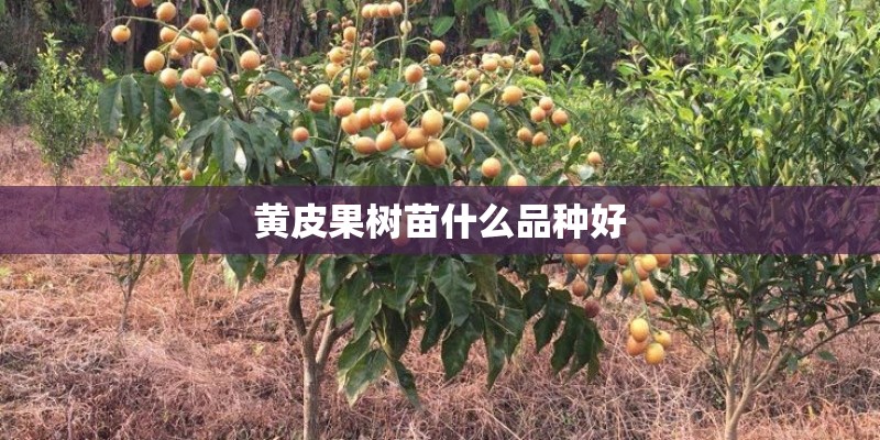 黄皮果树苗什么品种好 黄皮果树苗什么品种好