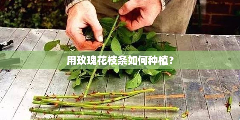 用玫瑰花枝条如何种植？