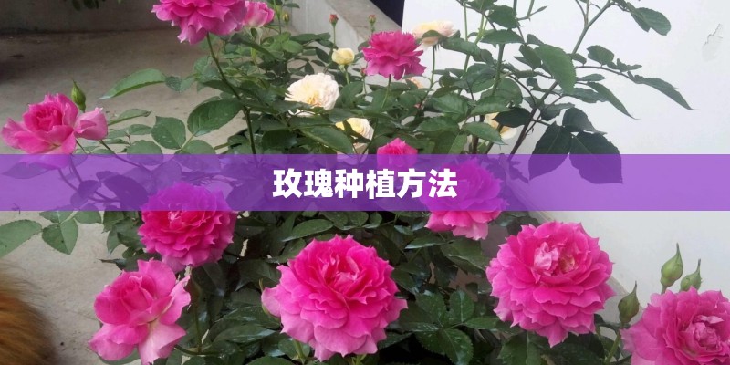 玫瑰种植方法