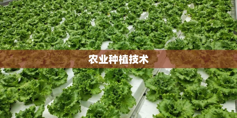 梦见梦家里长植物 梦见梦家里长植物