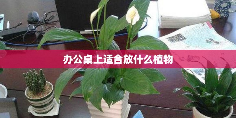 办公桌上适合放什么植物