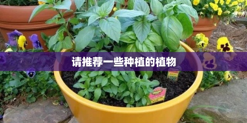 请推荐一些种植的植物