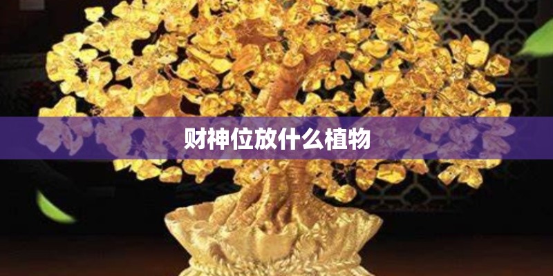 财神位放什么植物