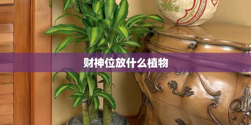财神位放什么植物 财神位放什么植物