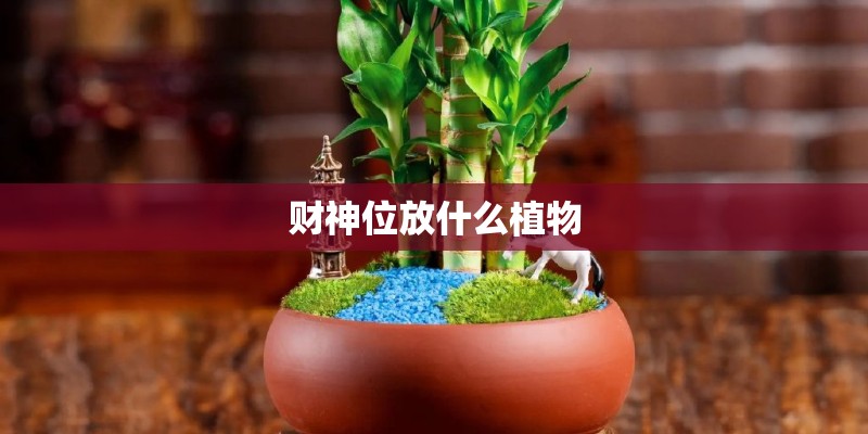 财神位放什么植物 财神位放什么植物