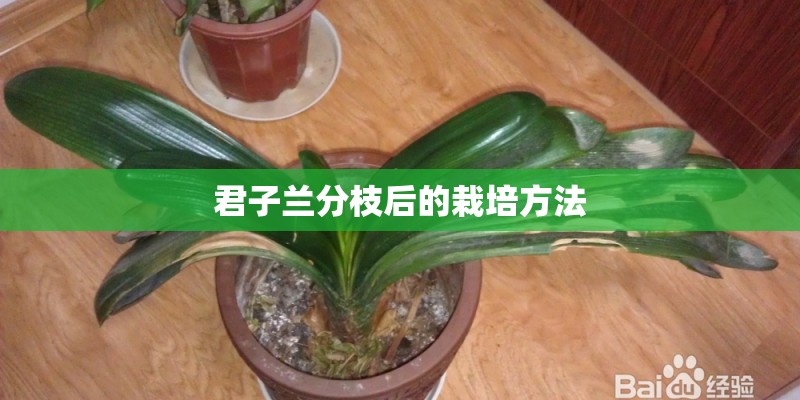 君子兰分枝后的栽培方法 君子兰分枝后的栽培方法