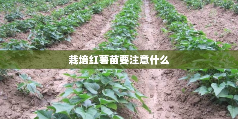 栽培红薯苗要注意什么