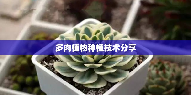 多肉植物种植技术分享