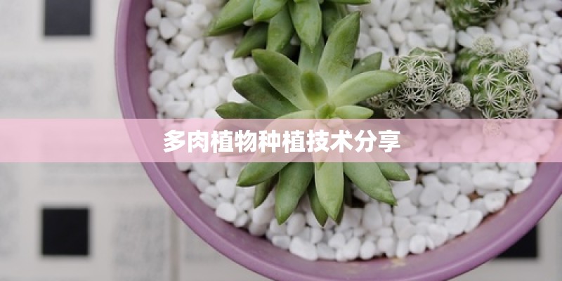 多肉植物种植技术分享